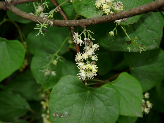 {Menispermum canadense}